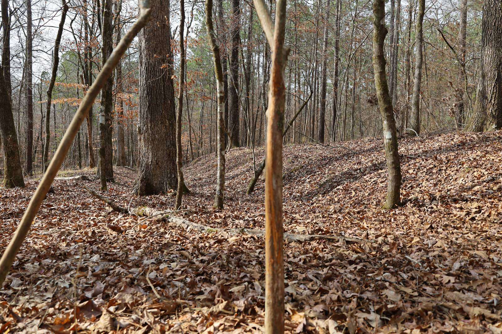 39 Acres of Recreational Land for Sale in Arcadia, Louisiana