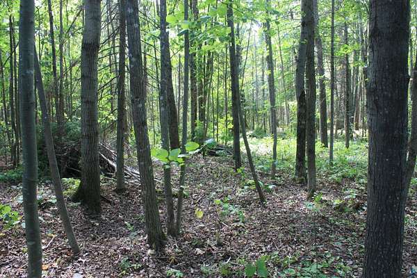 21.5 Acres of Recreational & Residential Land for Sale in Poplar, Wisconsin