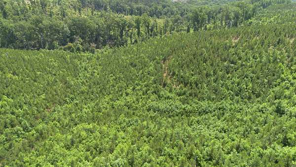 254 Acres of Land for Sale in Sugar Tree, Tennessee