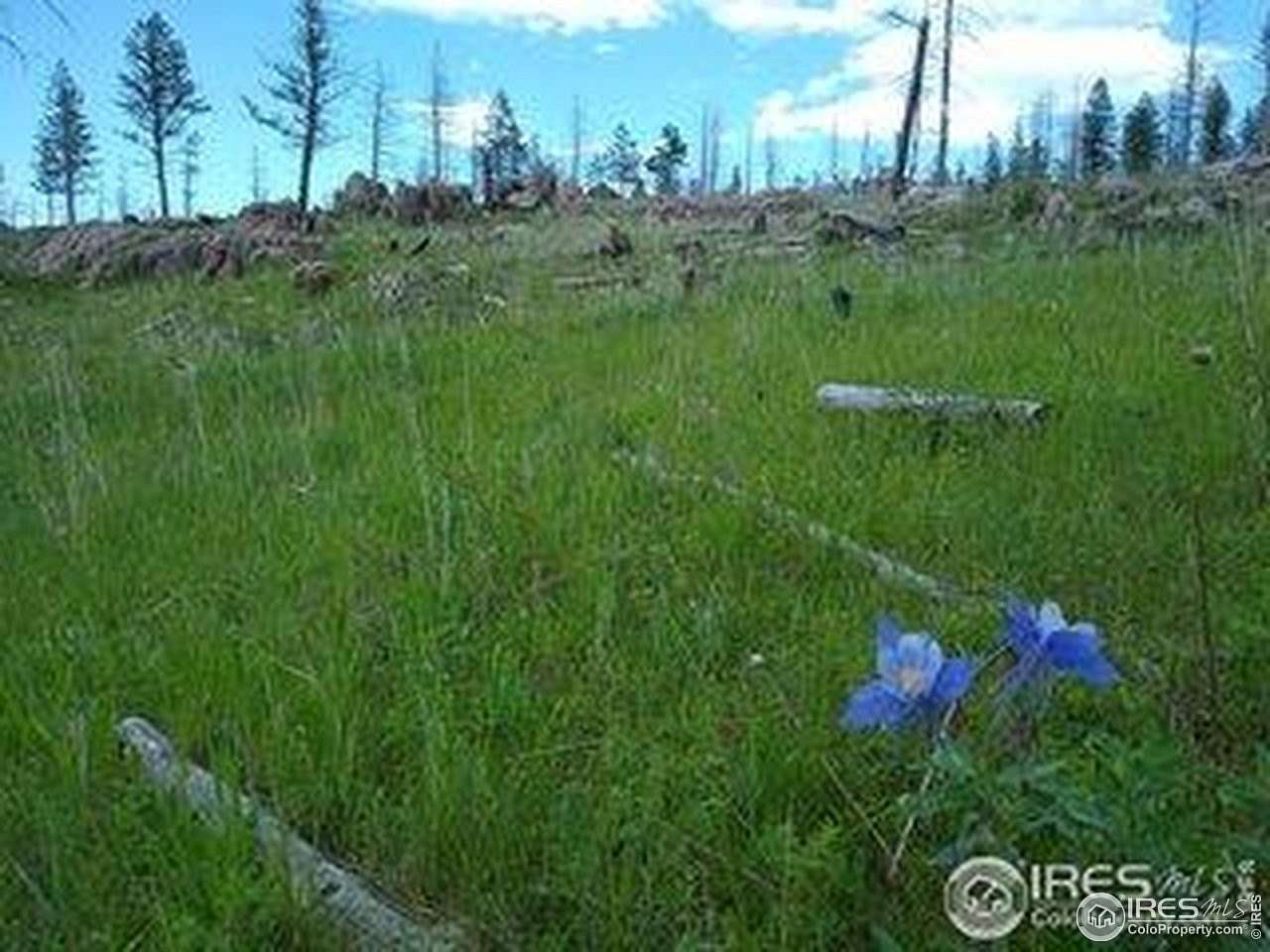 41 Acres of Recreational Land for Sale in Bellvue, Colorado
