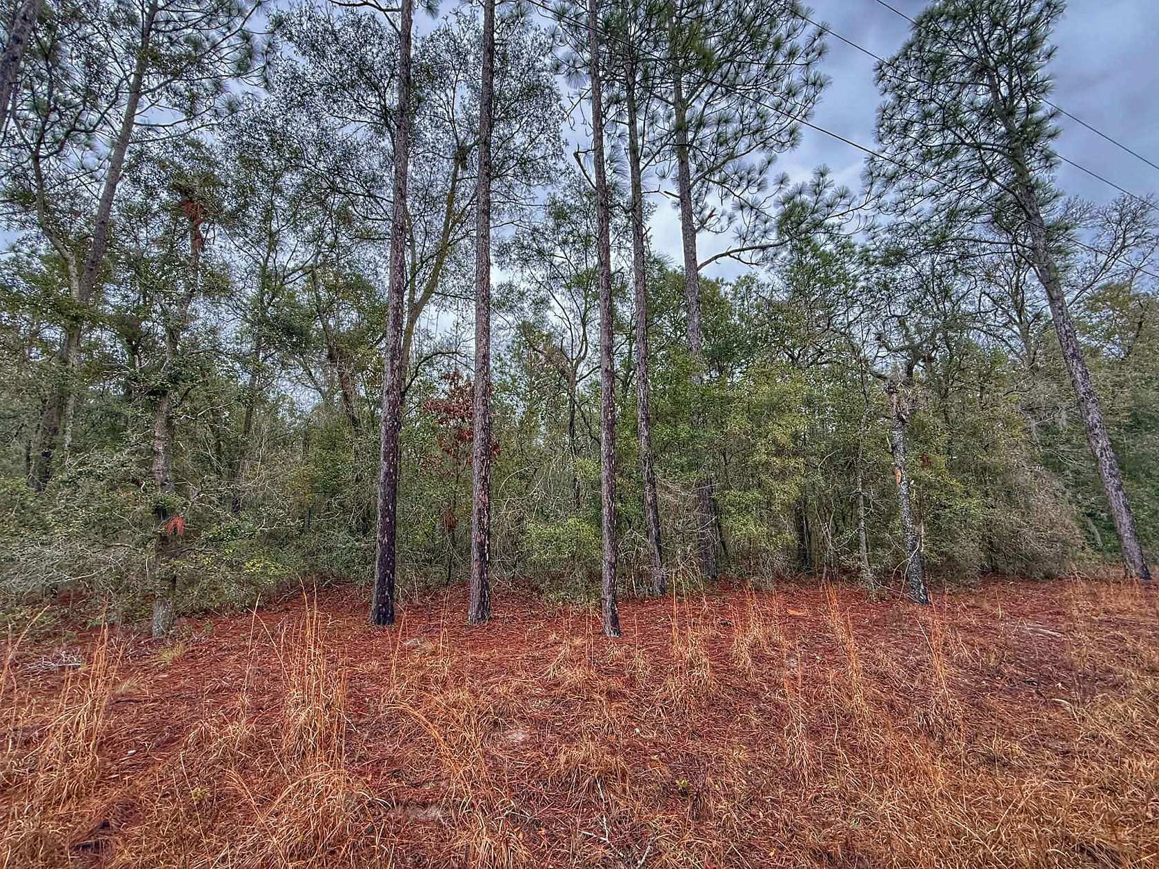1 Acre of Residential Land for Sale in Bell, Florida