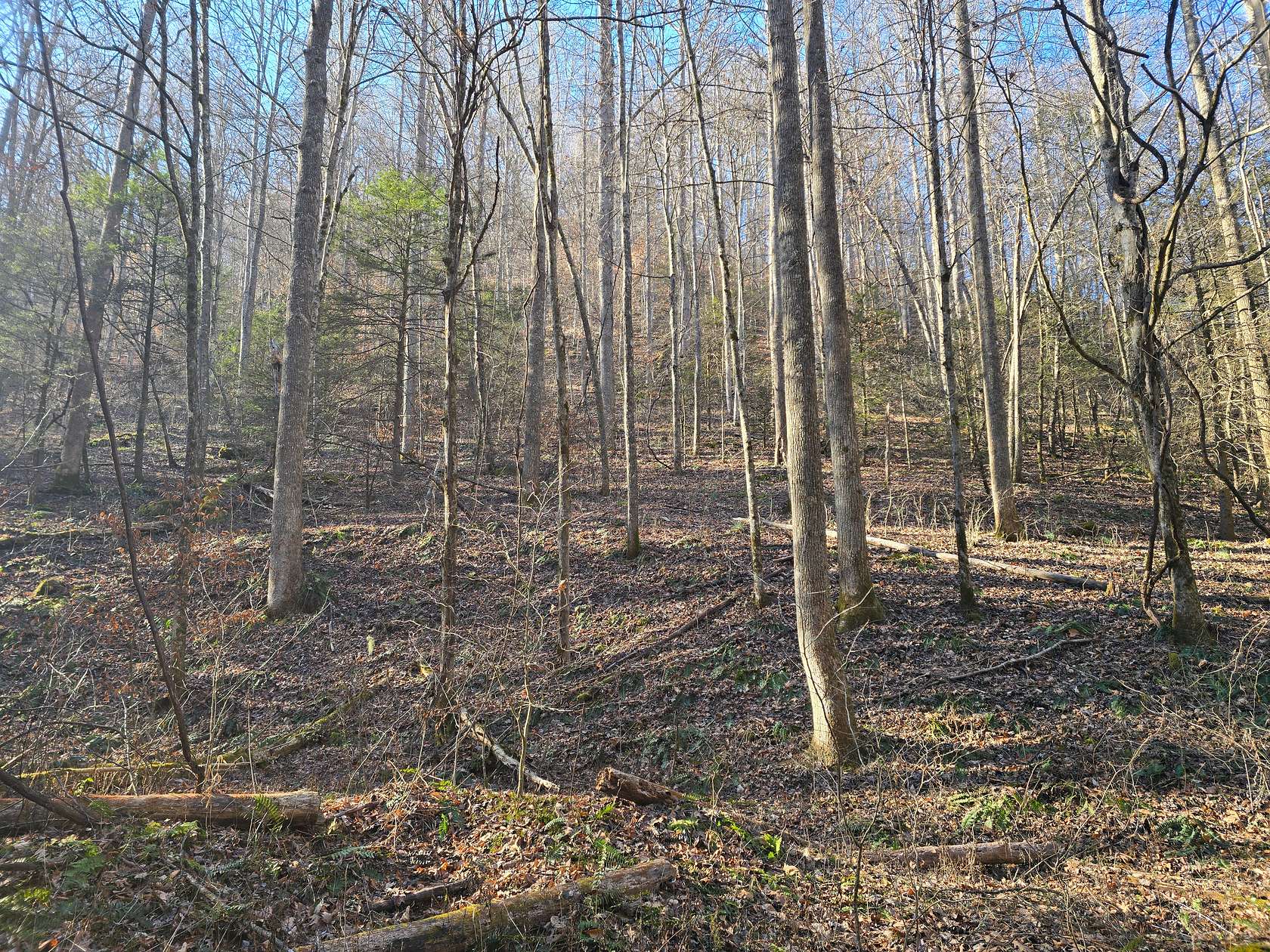 131 Acres of Land for Auction in Bee, Virginia
