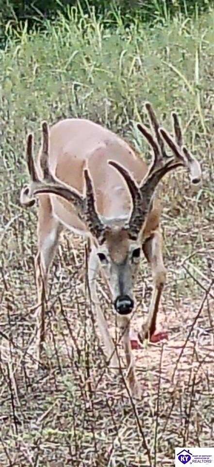 62.3 Acres of Land for Sale in Campbellsville, Kentucky