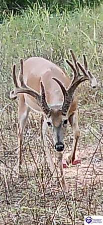 62.3 Acres of Land for Sale in Campbellsville, Kentucky