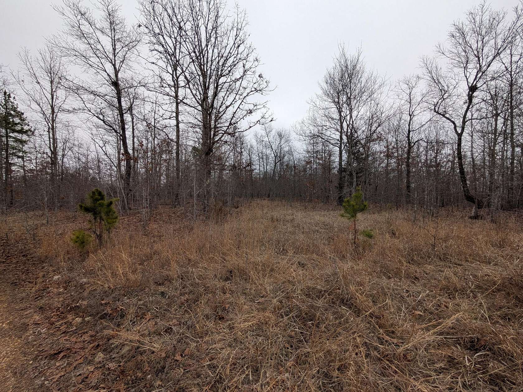 14.5 Acres of Recreational & Residential Land for Sale in Birch Tree, Missouri