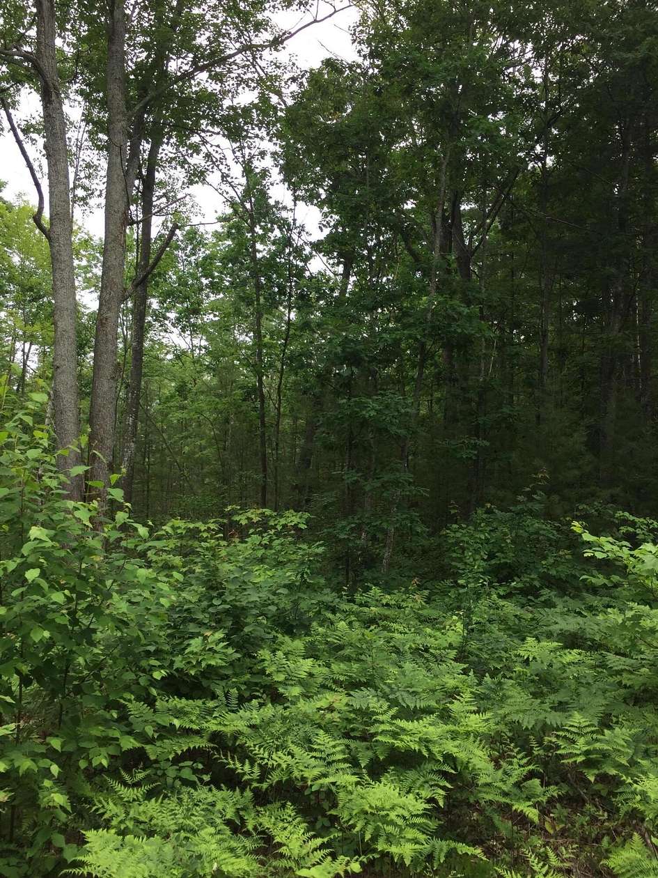10.2 Acres of Land for Sale in Gaylord, Michigan
