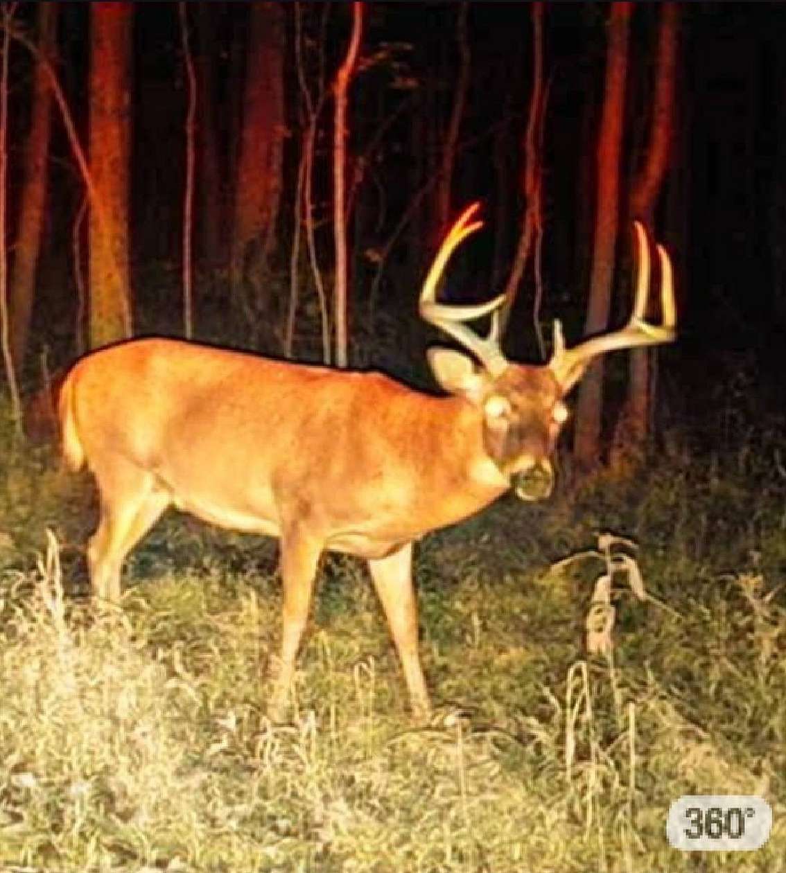 54 Acres of Land for Sale in Marion, Kentucky