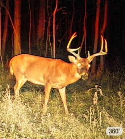 54 Acres of Recreational & Residential Land for Sale in Marion, Kentucky