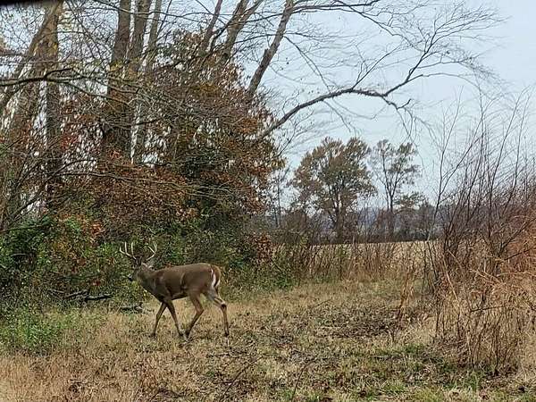 10 Acres of Residential Land for Sale in Enfield, Illinois