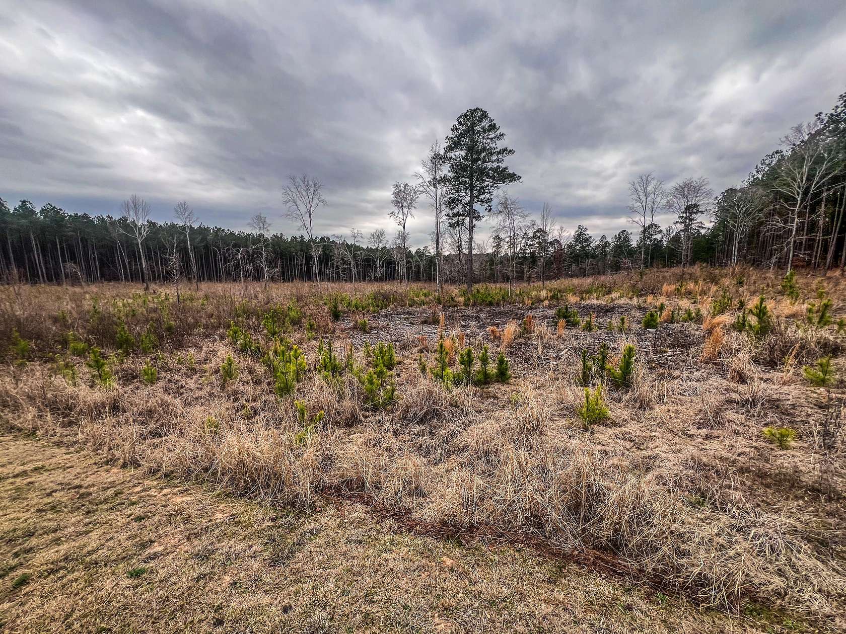 4.33 Acres of Land for Sale in Lincolnton, Georgia