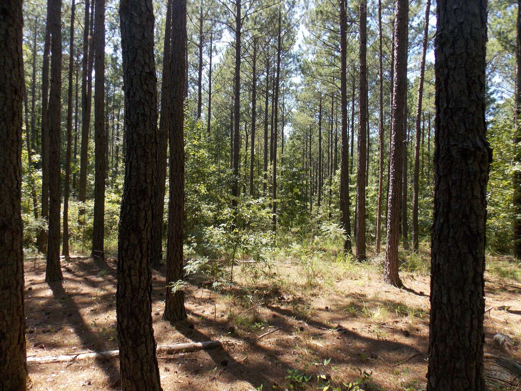 1.78 Acres of Land for Sale in Lincolnton, Georgia