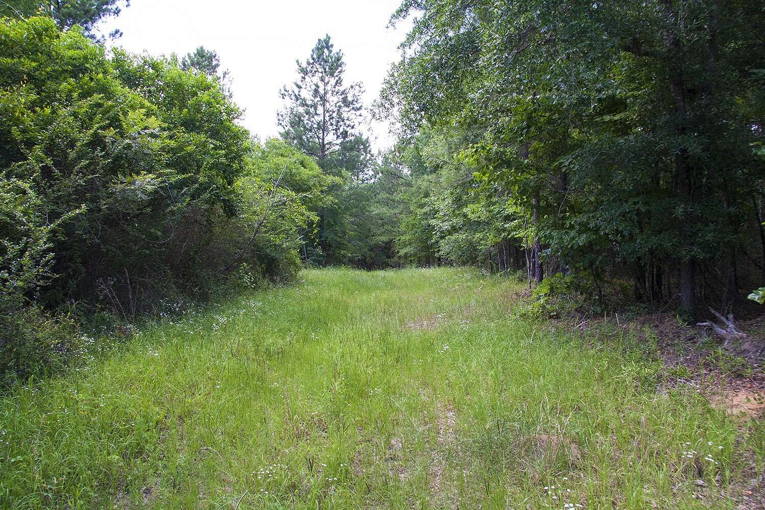54 Acres of Recreational & Residential Land for Sale in Hephzibah, Georgia