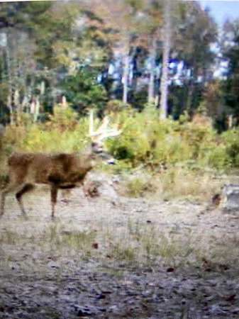 93 Acres of Land for Sale in Windsor, North Carolina
