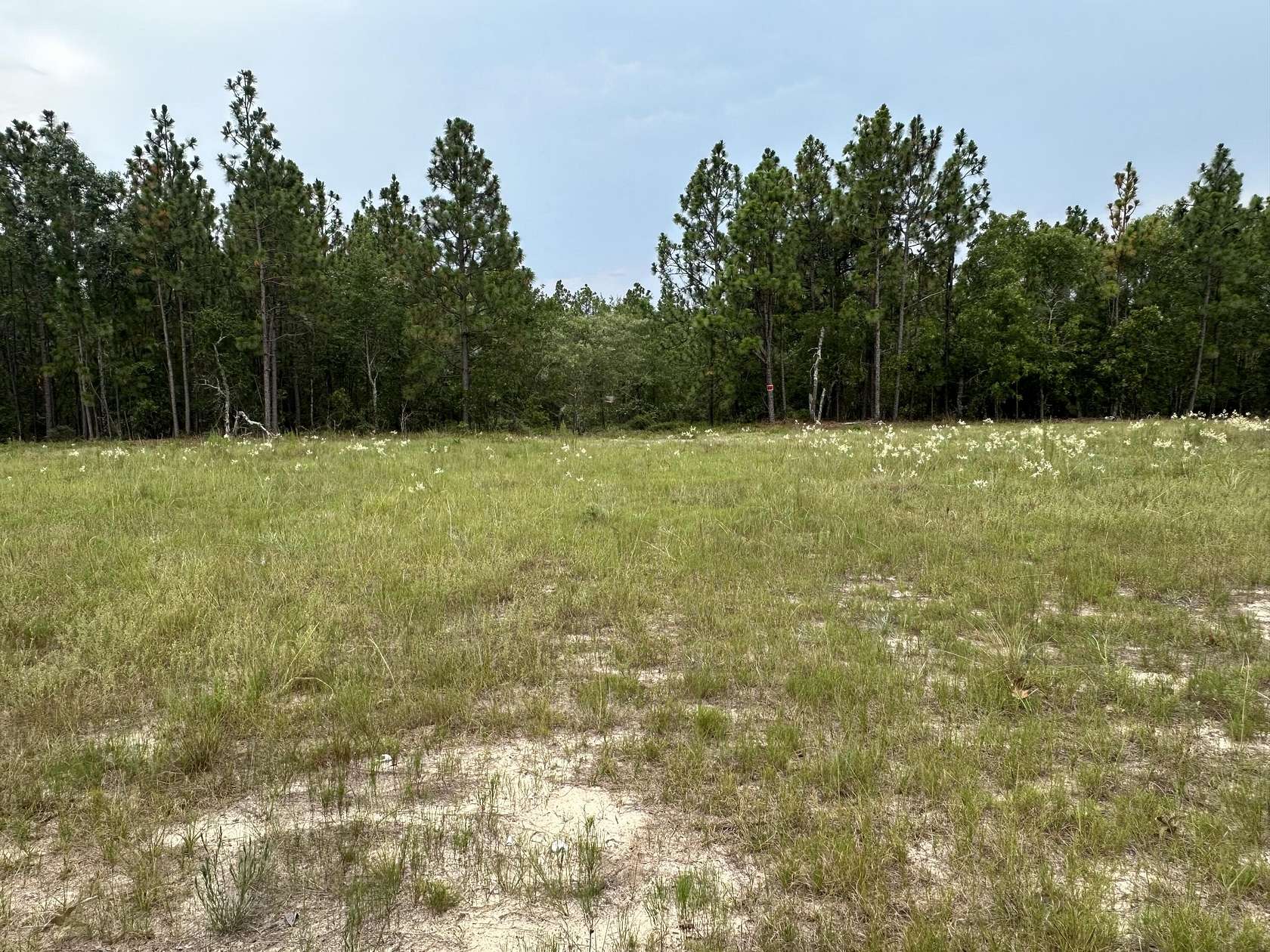 10 Acres of Recreational Land for Sale in Blythe, Georgia
