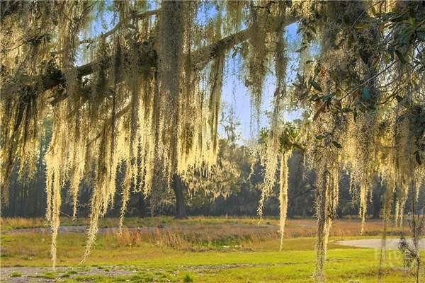 95 Acres of Land for Sale in Savannah, Georgia