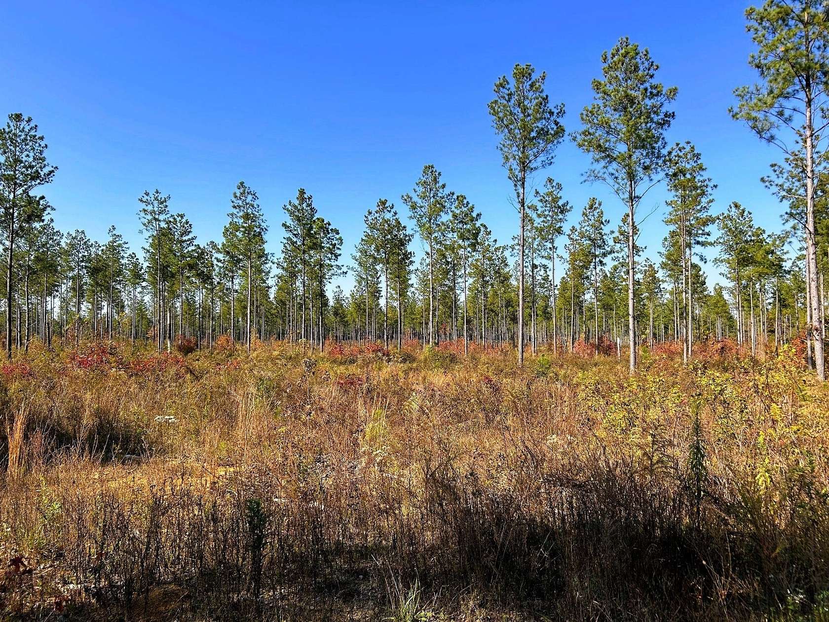 9 Acres of Residential Land for Sale in Cleveland, Tennessee