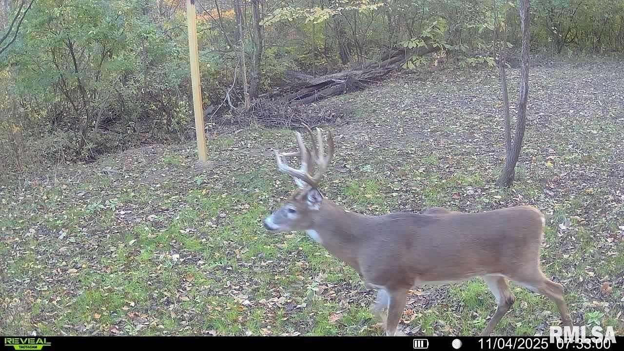 23.9 Acres of Agricultural Land for Sale in Paris, Illinois