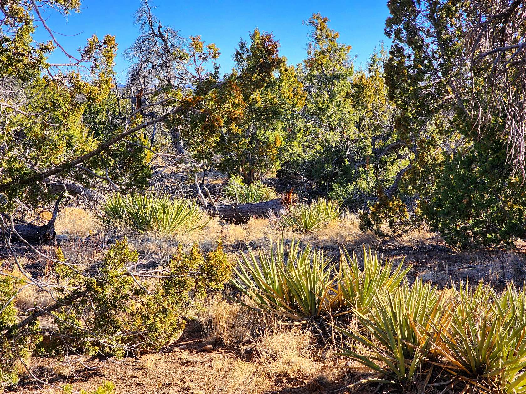 5 Acres of Land for Sale in Ramah, New Mexico