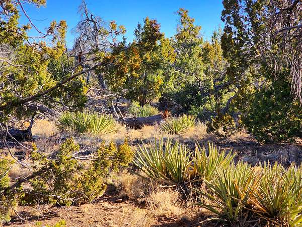 5 Acres of Land for Sale in Ramah, New Mexico