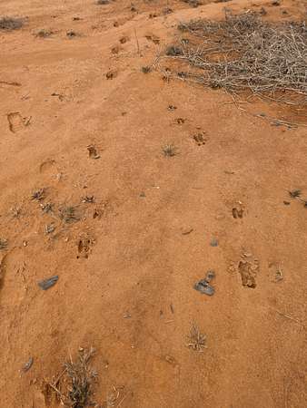 101 Acres of Recreational Land for Sale in Dennis, Mississippi