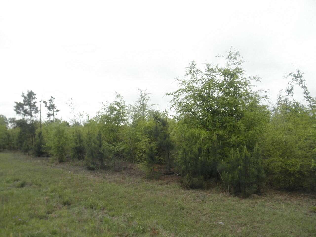 36.3 Acres of Land for Sale in Waynesboro, Georgia