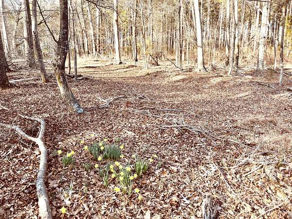 80 Acres of Recreational Land for Sale in Greenwood, South Carolina