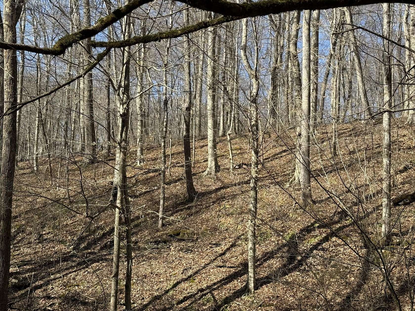19.3 Acres of Land for Sale in Liberty, Kentucky