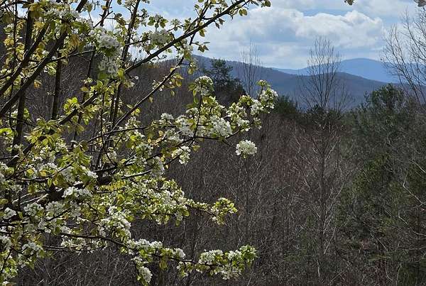 8.5 Acres of Land for Sale in Morganton, Georgia