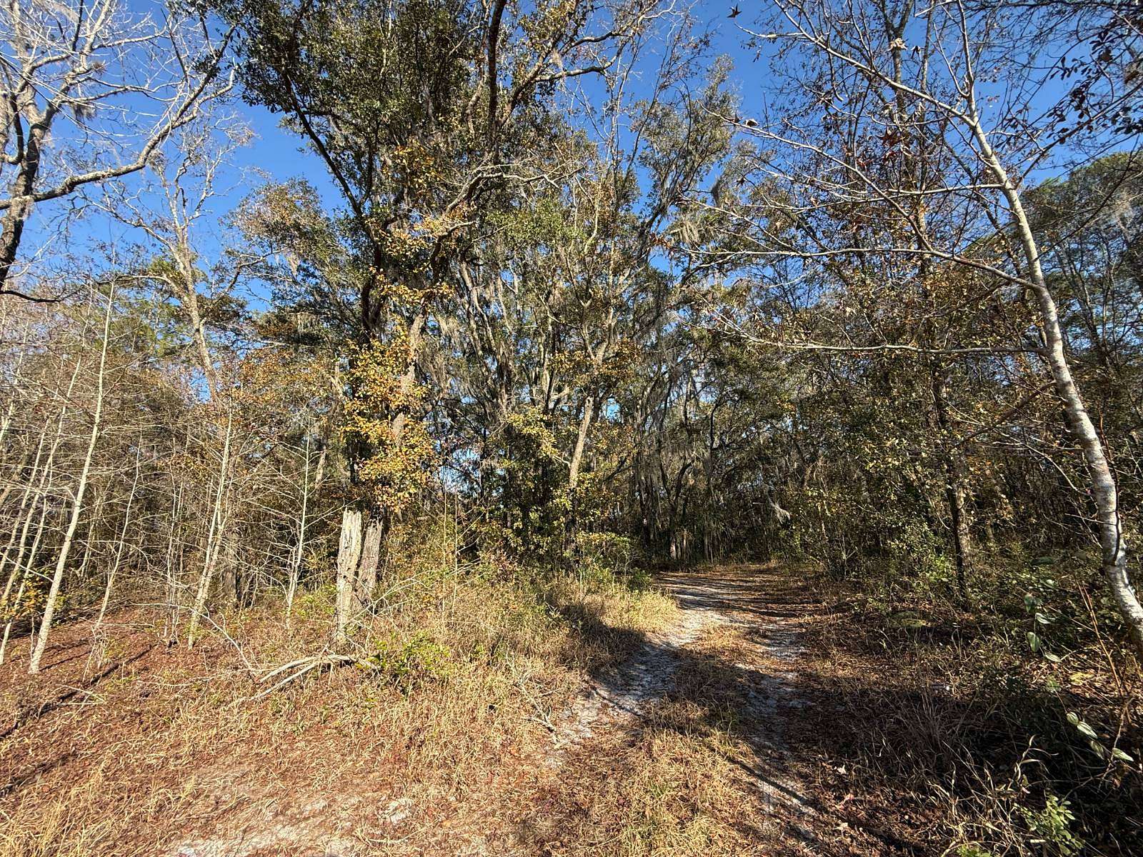 2.5 Acres of Residential Land for Sale in Bronson, Florida