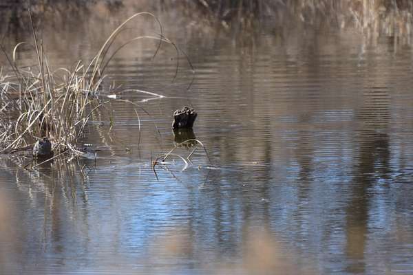 133 Acres of Land for Sale in Memphis, Texas