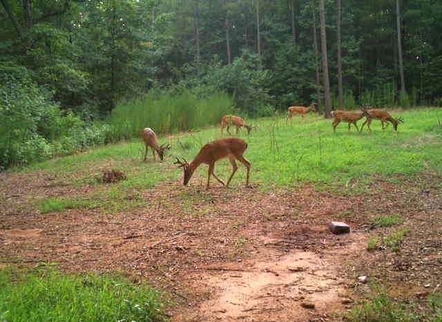 198 Acres of Recreational & Residential Land for Sale in Iva, South Carolina