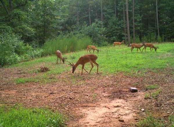 198 Acres of Recreational & Residential Land for Sale in Iva, South Carolina