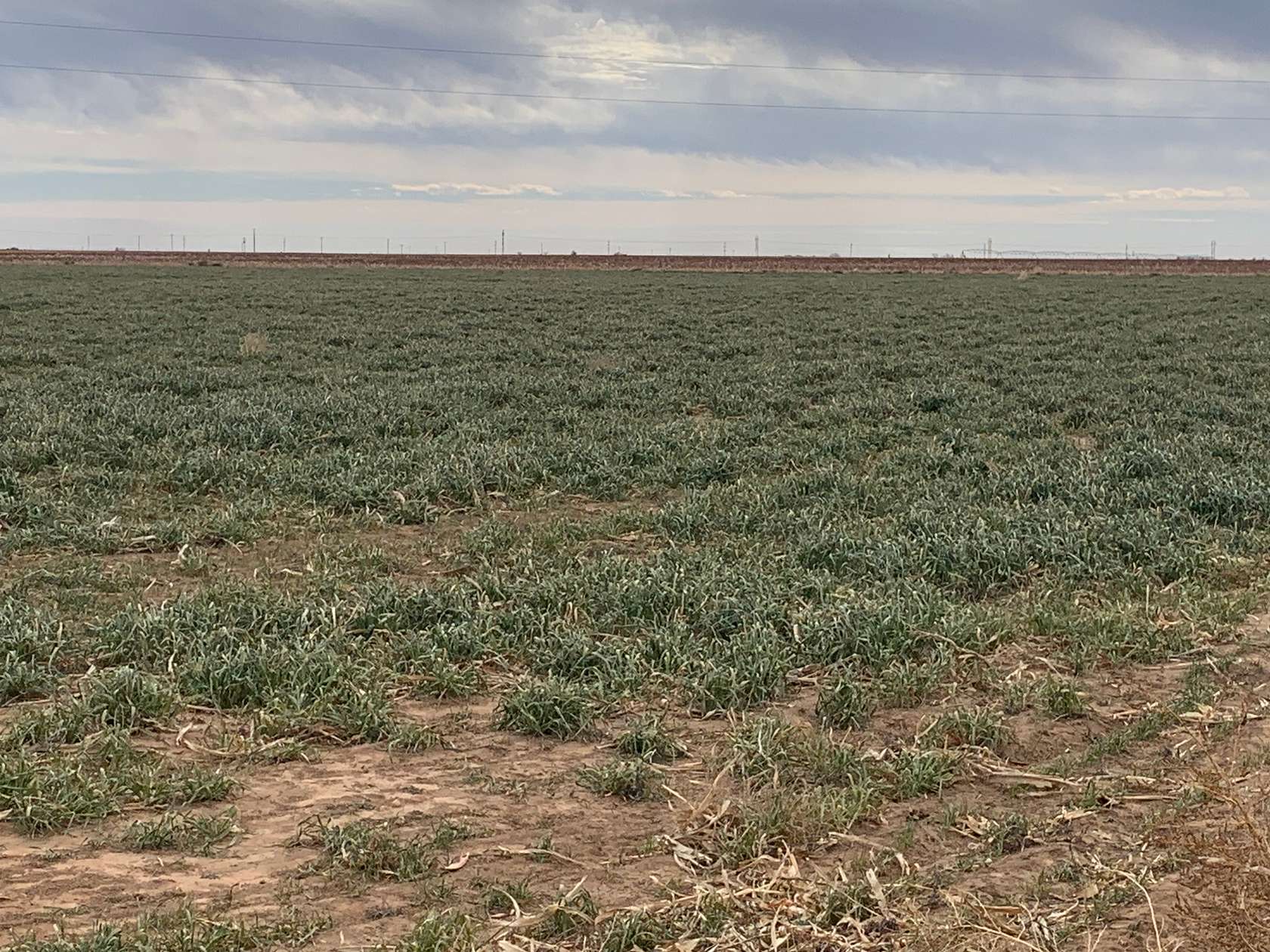 35 Acres of Agricultural & Residential Land for Sale in Ropesville, Texas