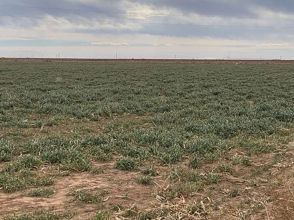 35 Acres of Agricultural & Residential Land for Sale in Ropesville, Texas