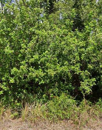 0.92 Acres of Residential Land for Sale in Lake Placid, Florida