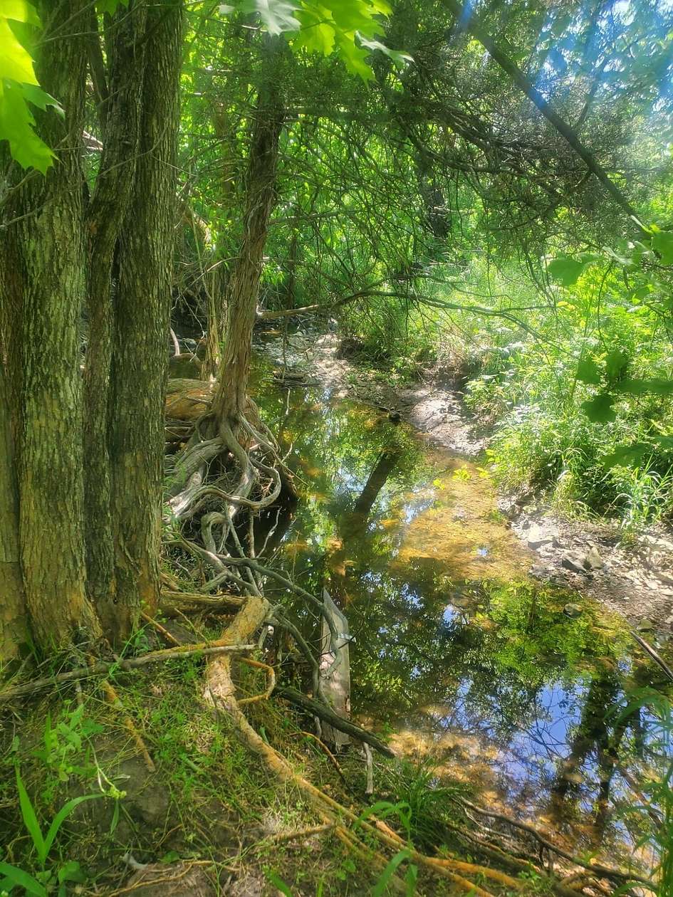 5.55 Acres of Land for Sale in Bolivar, Missouri