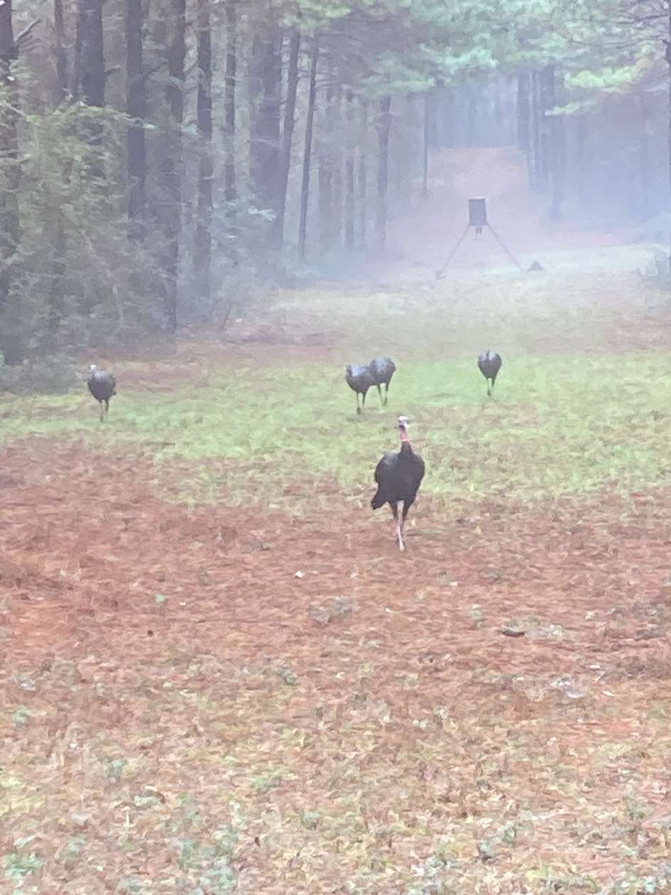 47.2 Acres of Land for Sale in McComb, Mississippi