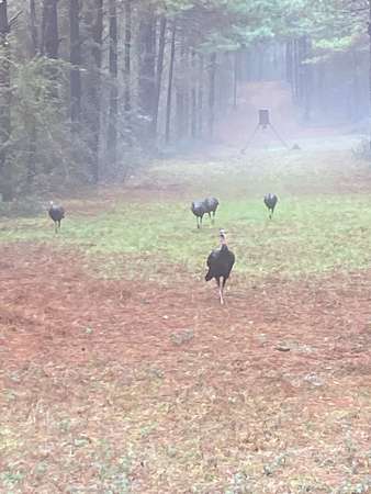 47.2 Acres of Land for Sale in McComb, Mississippi