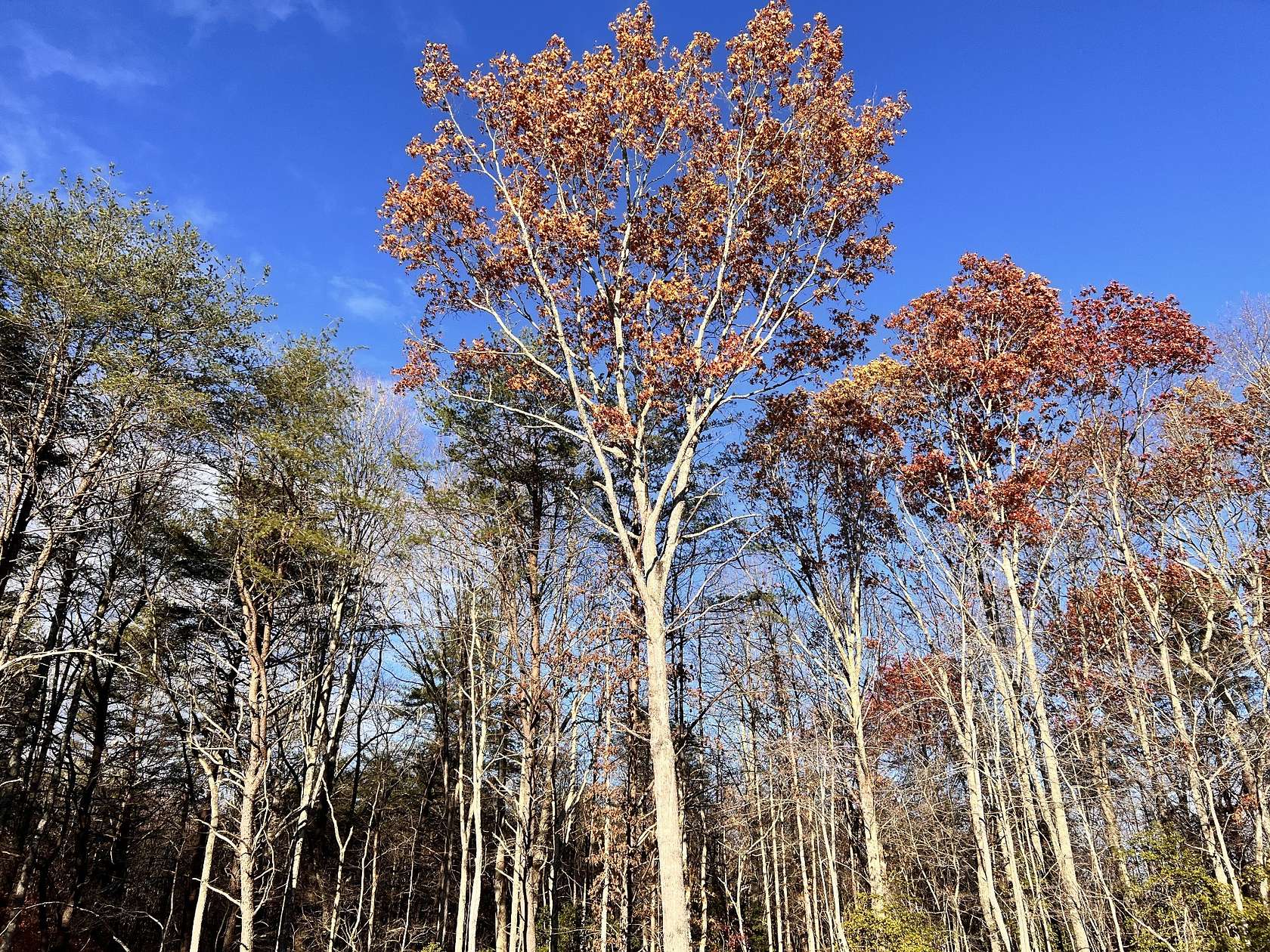 0.52 Acres of Residential Land for Sale in Monteagle, Tennessee