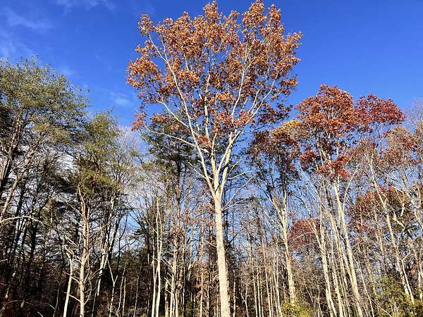 0.52 Acres of Residential Land for Sale in Monteagle, Tennessee