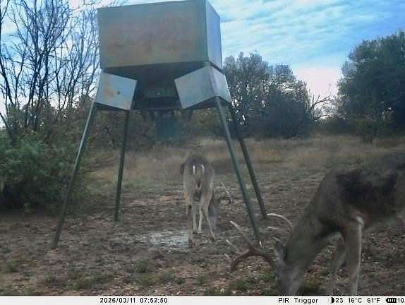 250 Acres of Land for Sale in Mullin, Texas