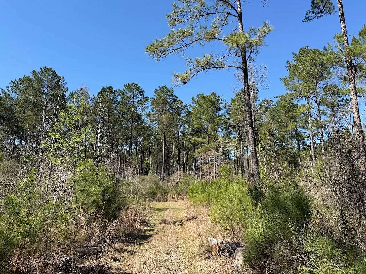 74 Acres of Recreational Land for Sale in Sallis, Mississippi