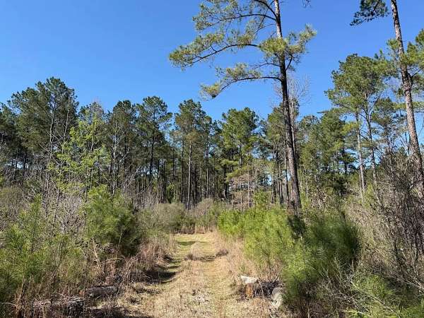 74 Acres of Recreational Land for Sale in Sallis, Mississippi