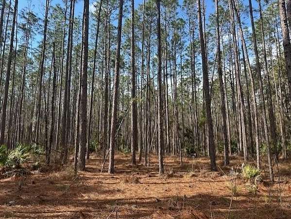40 Acres of Recreational & Residential Land for Sale in Bell, Florida