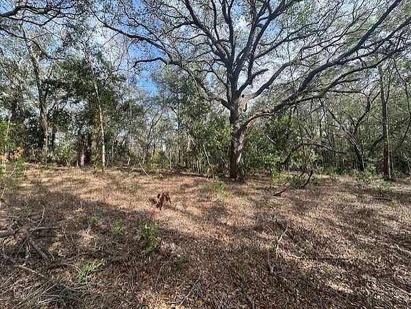 40 Acres of Recreational & Residential Land for Sale in Bell, Florida