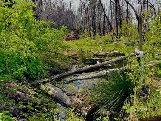 40 Acres of Land for Sale in Junction City, California