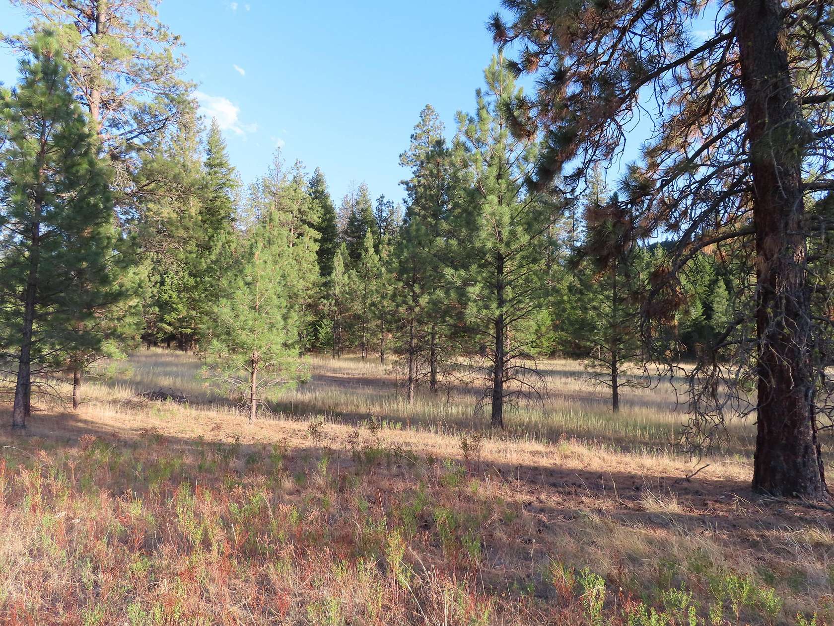 20.4 Acres of Land for Sale in Curlew, Washington
