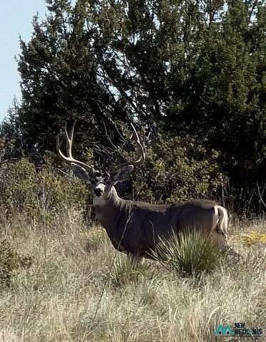 8,258 Acres of Land for Sale in Vaughn, New Mexico