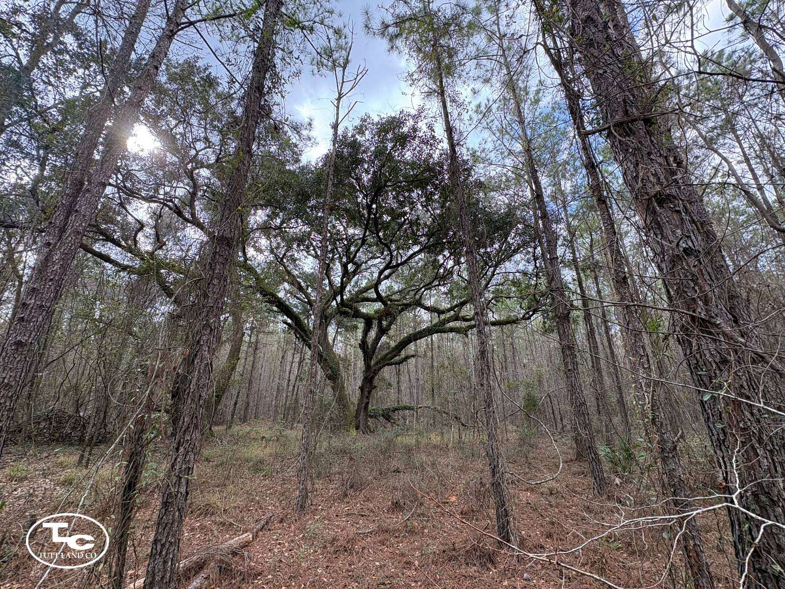 103 Acres of Land with Home for Sale in Lake City, Florida