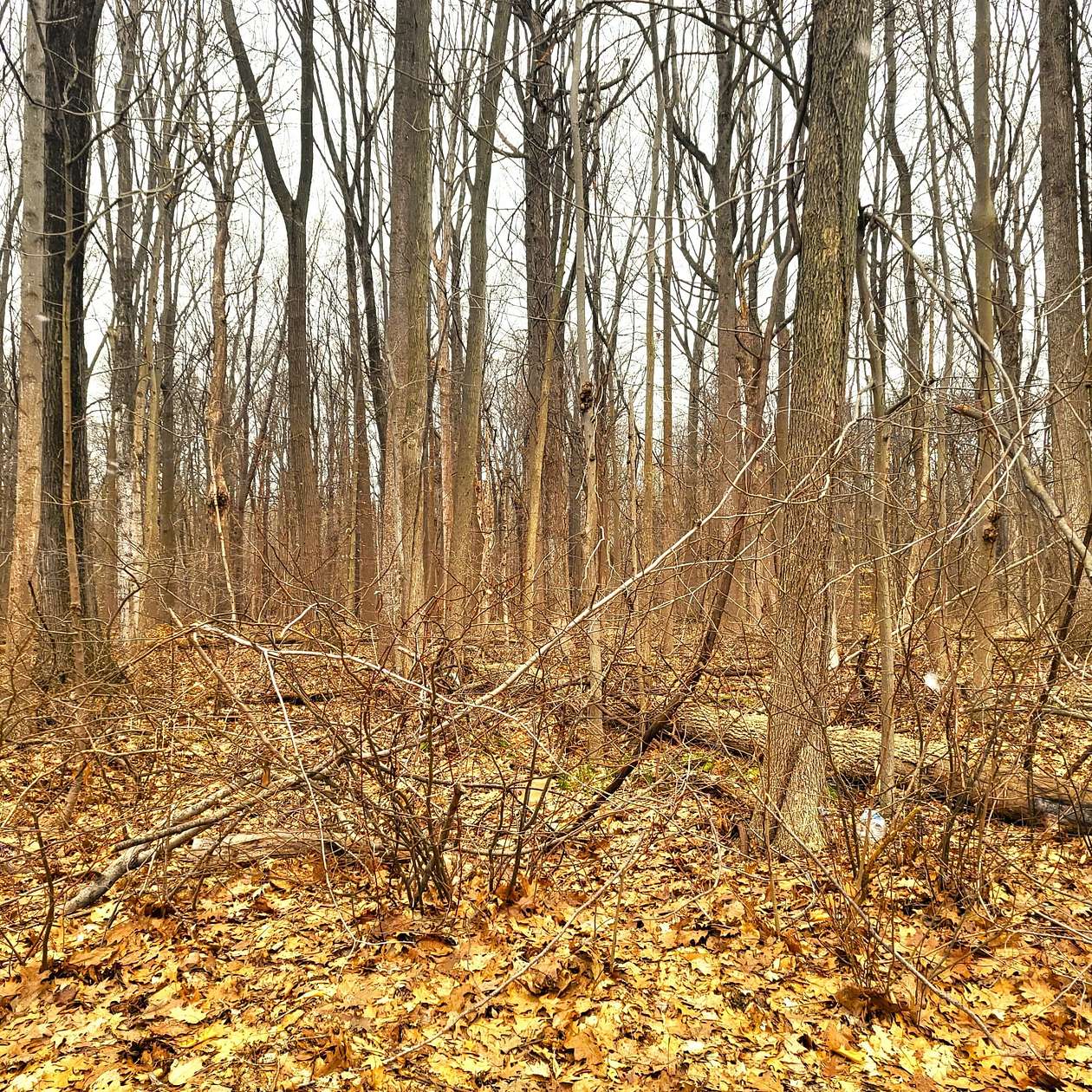 4 Acres of Residential Land for Sale in Union Pier, Michigan